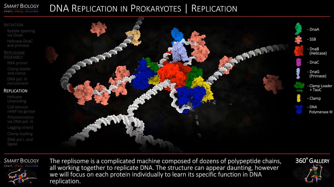 dna replication animation wiley